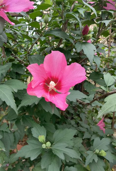 木槿花花期|从“朝开暮落”到“可盐可甜”的槿丨花花万物